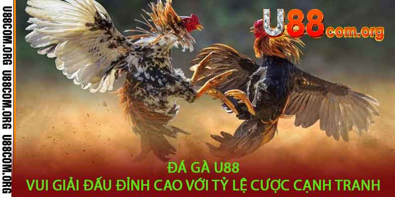 Đá Gà U88